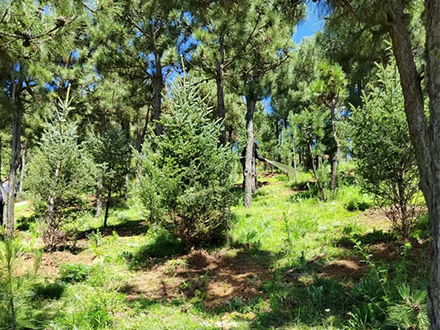 香格里拉市2024年“百万林”造林绿化项目